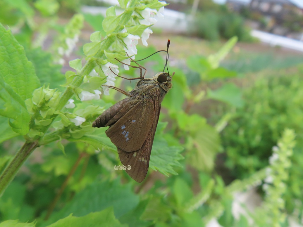 takerinchu's tweet photo. 口吻が なが~~~い
#イチモンジセセリ さん
#昆虫 #昆虫観察 #insect #昆虫採集
シソの花の蜜は どんな味がするのかな🤔 https://t.co/a6Z1kbGDuY