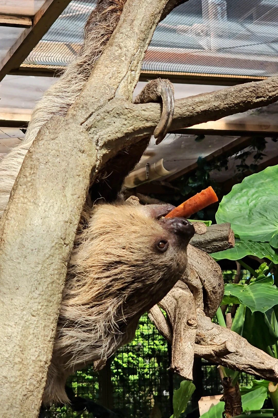 ナマケモノ研究所(The sloth research center)🦥 on X: 