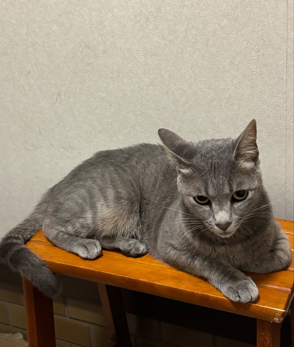 maru06_11's tweet photo. 来月は行きたいライヴ全落ちで空白の月…
耐えられるかなぁ。。既にストレスMAXなんやけどฅ” https://t.co/PTiloxE9ZF