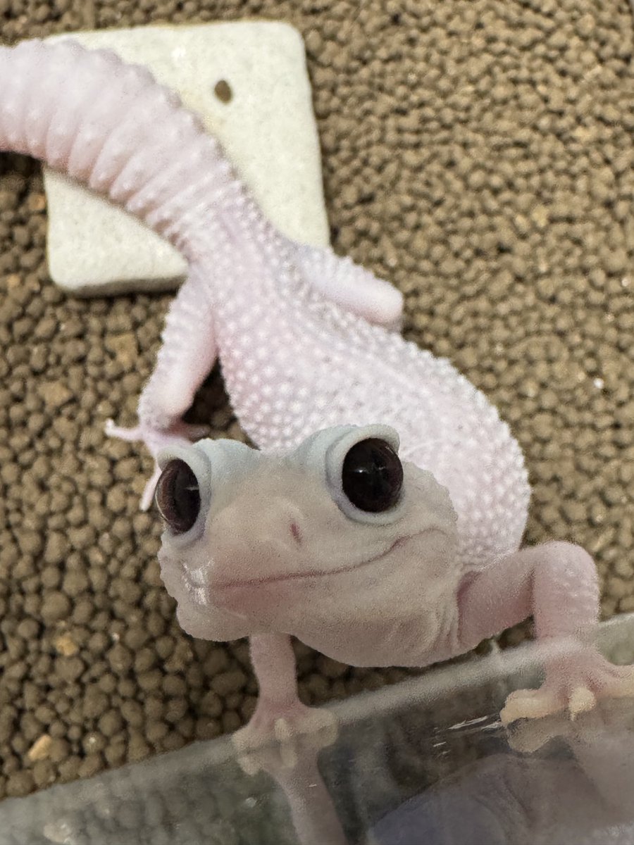 kuchaneagaman's tweet photo. ユニヴァァァァァァァース🪐🦎

#レオパ
#レオパードゲッコー https://t.co/e5gTUk3sNL