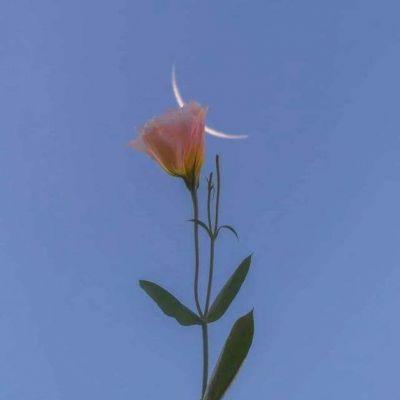 RossCast1985's tweet photo. ترنيمة الملائكة قصيدة حب كتبتها السماء للأرض. «المجد لله»... قلبي ينحني باكيًا أمام عظمة هذا الإعلان.  🌟 💎 🎈 https://t.co/N3f3ec3WHf
