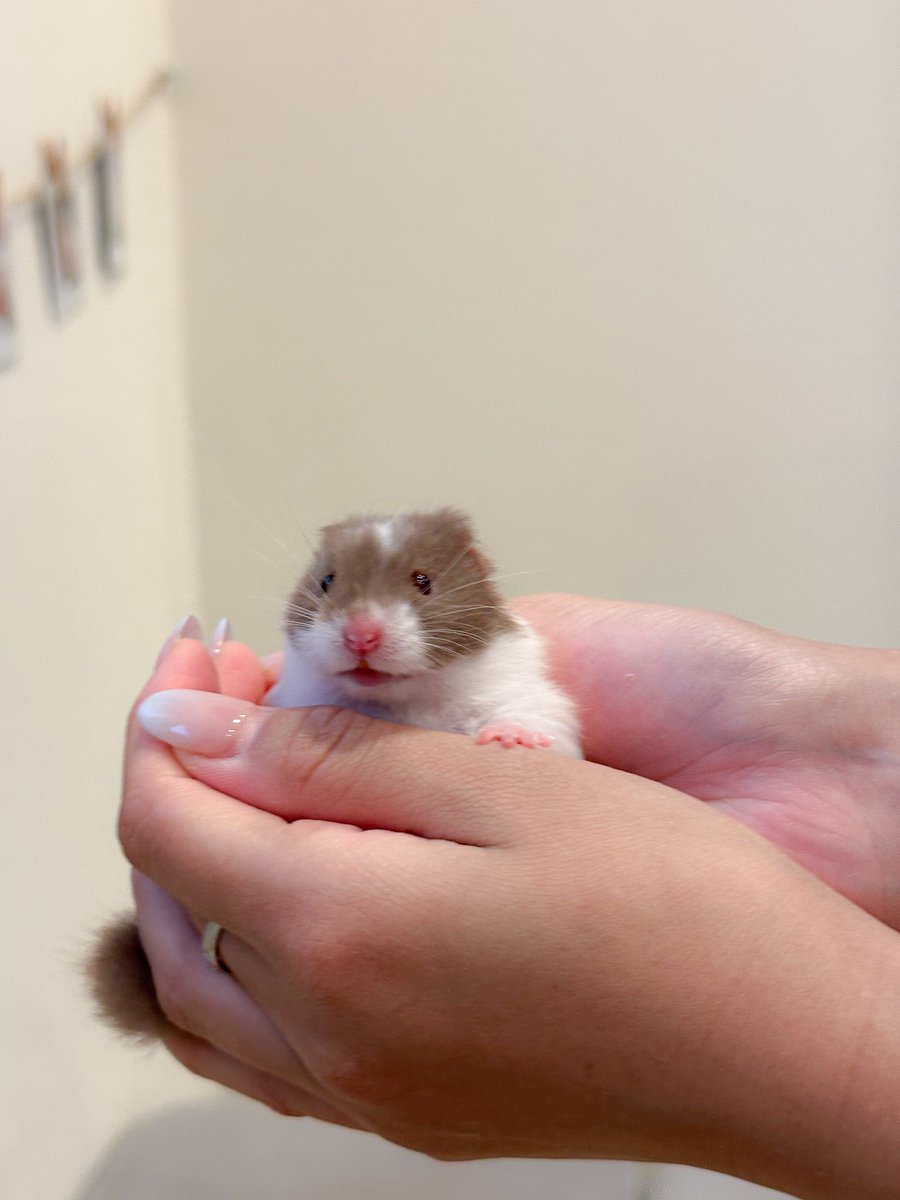 ham__village's tweet photo. チビちゃん達、すくすく成長中❣️
#ハムスター #hamster #ハムスターのいる生活 https://t.co/xKZaXxUYwF