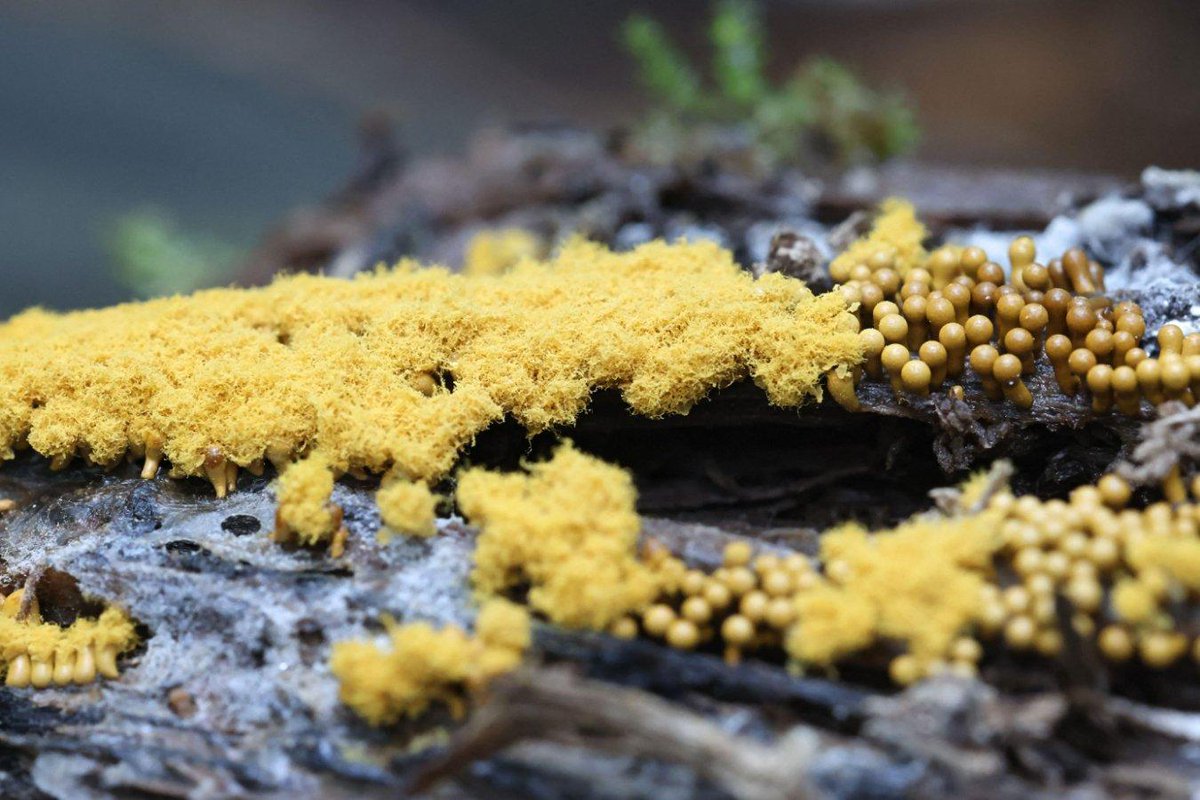 newscientist's tweet photo. How I made a slime mould the protagonist of my new sci-fi novel https://t.co/5scffyqSfn https://t.co/DB52RJ1VYJ