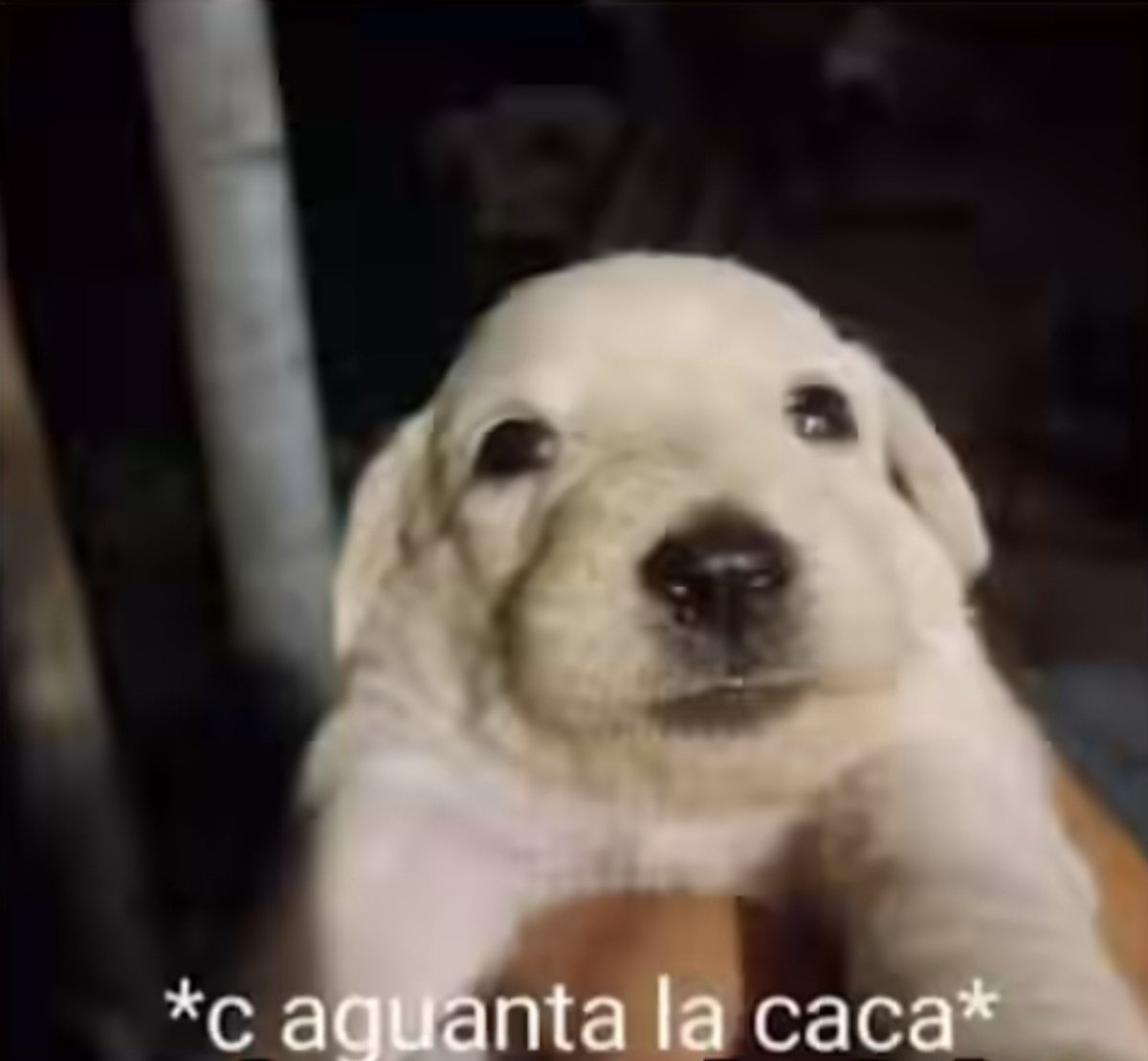 koolgranni's tweet photo. me acabo de bañar y me dieron ganas de cagar, mejor me mato https://t.co/TvHlenqkRh