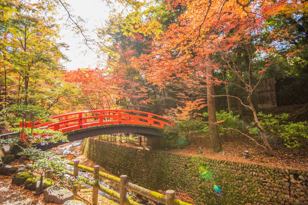 kyoto_triptime's tweet photo. 京都の秋・北野天満宮
学問の神さまの社は、秋になると境内がやわらかな光に包まれる。梅苑のあたりまで歩くと、静けさが心に染みる。 
おすすめ：ゆっくり参拝したい人・落ち着いた秋を感じたい人😀 ＃京都　＃北野天満宮　＃秋散歩　＃もみじ https://t.co/8cMSlLBgM0