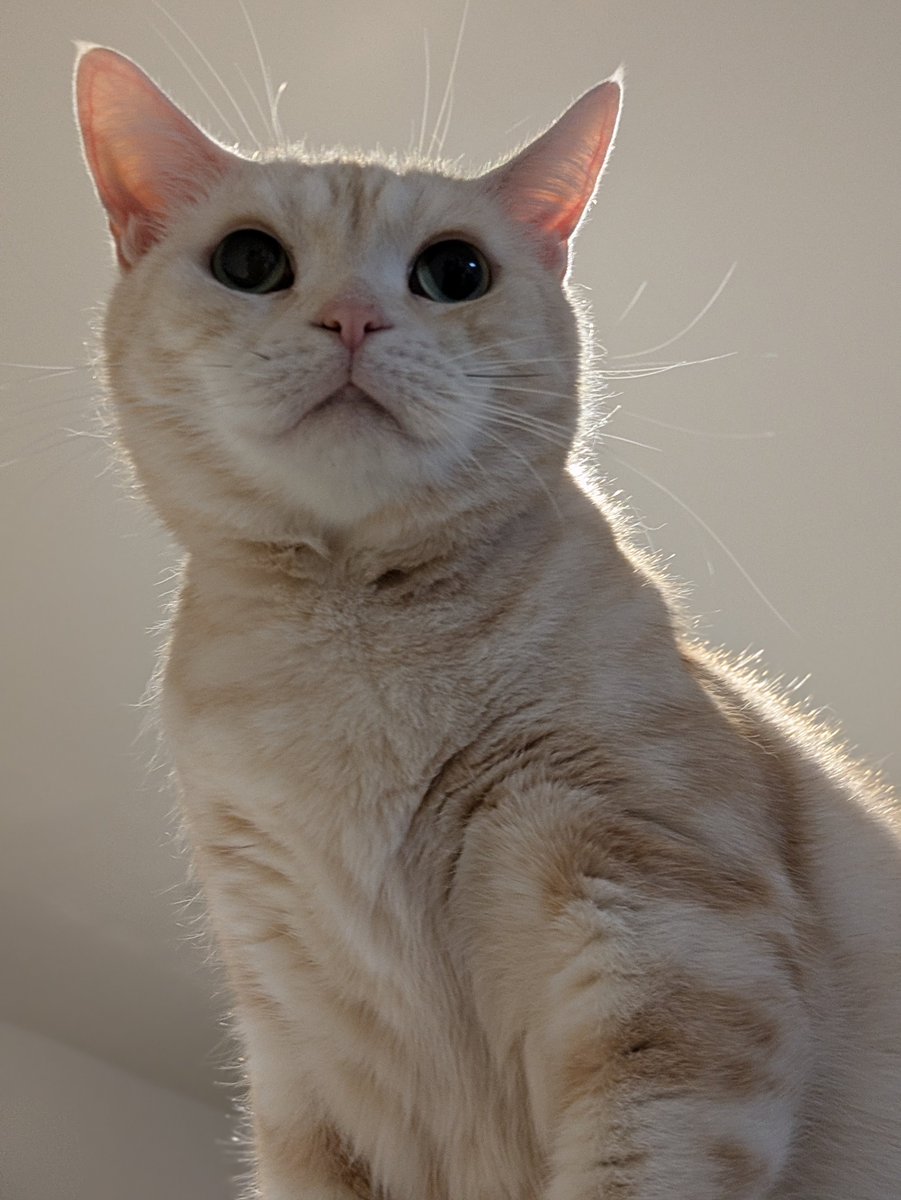 kiku_chiso's tweet photo. こんにちは～🐈
ちょっとだけ神々しい✨

#猫 #猫のいる暮らし #猫好きさんと繋がりたい #アメショ https://t.co/gjZE7peRJX