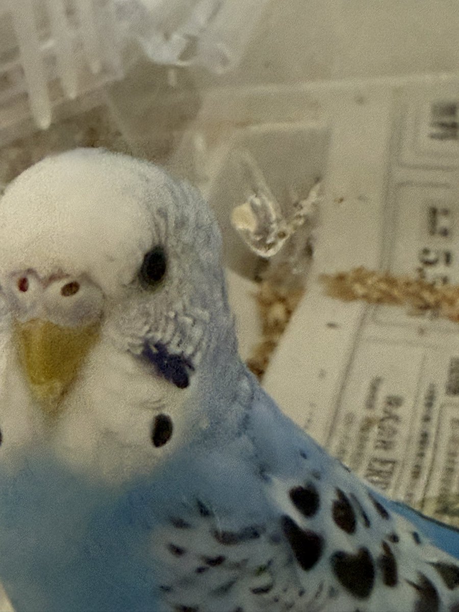dobiigen's tweet photo. @yurikujira この子は違いますか？😭😭😭 https://t.co/k5d6QY1JhE