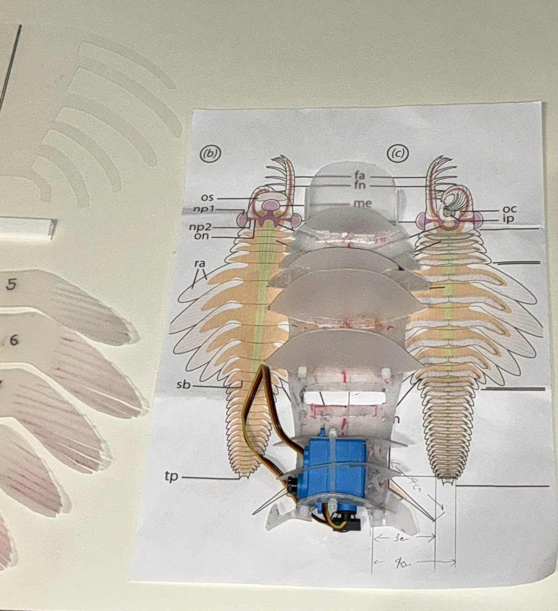 robokaseki's tweet photo. Parts preparation is going on. #mosura #radiodonta https://t.co/3UU9QSaB6W