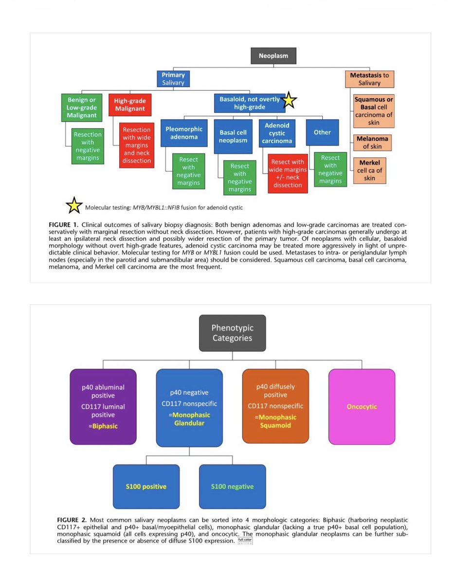 katcollmd's tweet photo. New article out now #AIMMhighlights
▶️ Main groups: biphasic, monophasic glandular, monophasic squamoid, oncocytic
▶️ Suggested initial stains: p40, CD117, S100
▶️ Correlate biopsy to resection to support diagnostic accuracy and active learning @nicolecipriani https://t.co/zBtKow3Ube