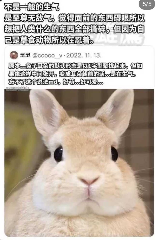 QiArle26576's tweet photo. 🐰耳朵从中间张开的时候是在生气……这个真是一模一样吧，太可爱了我们🐰🐰Rachel酱 https://t.co/k8gL7DLeEm