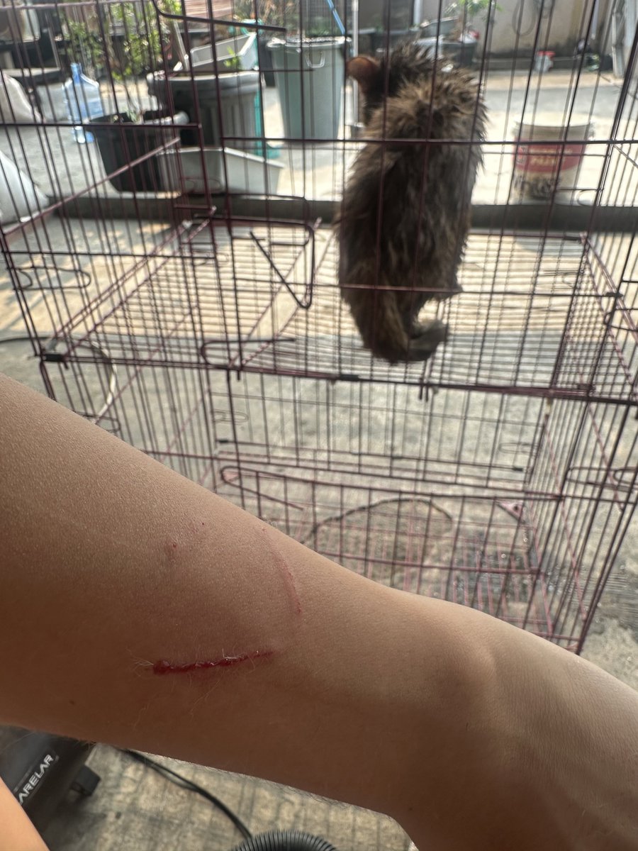 if_ule's tweet photo. kok kucing BAIK😼 https://t.co/jAQCuZ2hpi