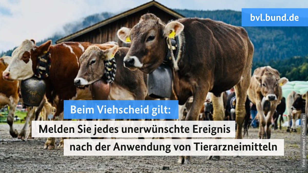 BVL_Bund's tweet photo. 🐄⛰️
Auch beim #Almabtrieb gilt: Bitte melden Sie jedes unerwünschte Ereignis nach der Anwendung von #Tierarzneimitteln.

Ihre Meldungen tragen zur #Tierarzneimittelsicherheit bei. 👩‍⚕️💊

👉 Zum Online-Meldeformular: https://t.co/yNBuNtdnW9 https://t.co/d8e5t9XGvD