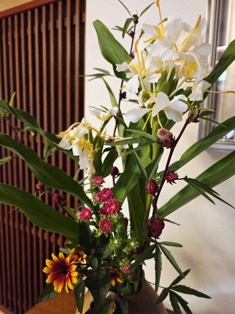 tsutaya_inn's tweet photo. ロビーに飾っているお花の前でひと息。
白いハナシュクシャの花は、東南アジアなどでも夏の花として有名だそうです。
その右下の赤いローゼルは、ミャンマーでは生で食べるけれど、ネパールでは食べないとか。
お花を囲めば話にも花が咲くことがありますね。 https://t.co/HDpSRxpowc