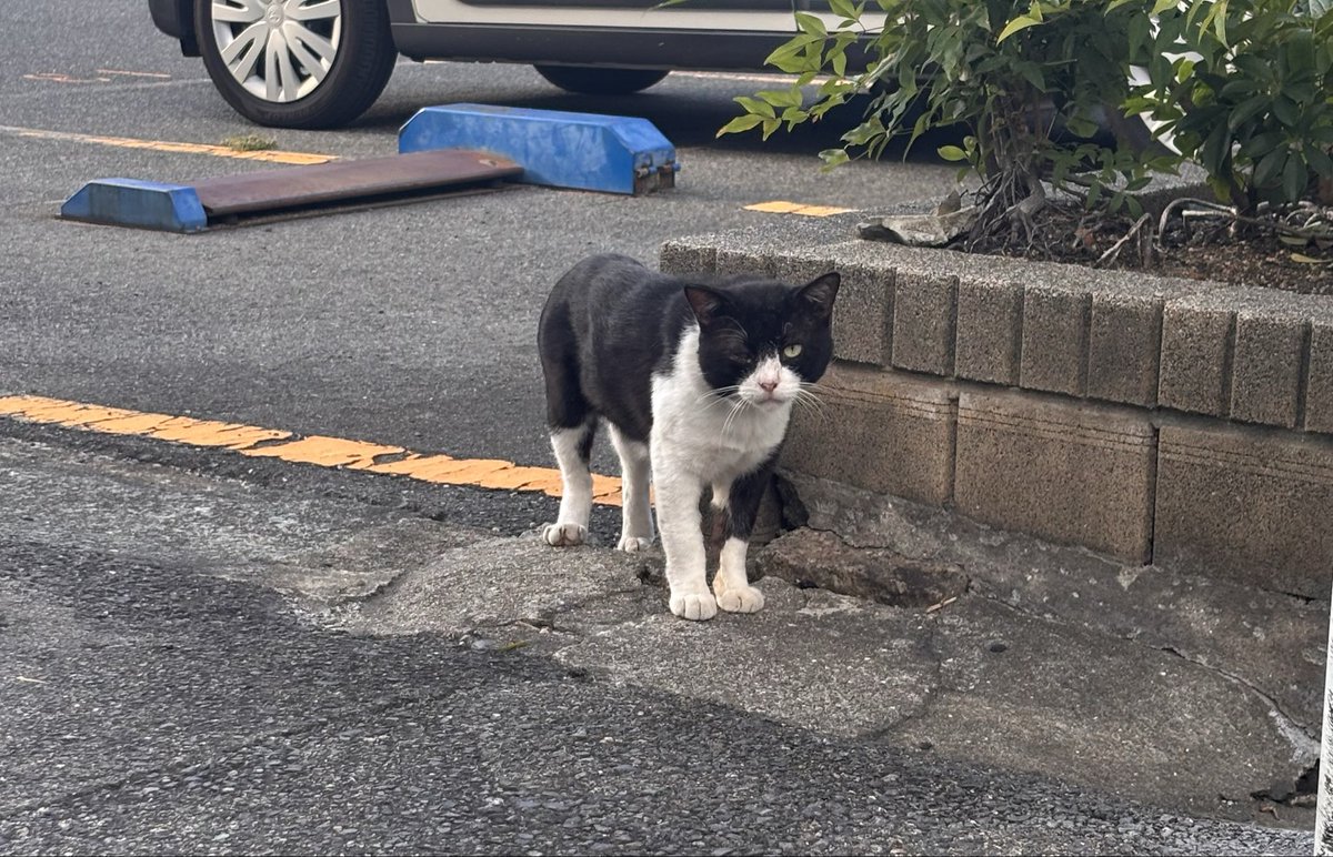 Crow_n07's tweet photo. スピッツのみなとが脳内永遠リピート

汚れてる野良猫にも
いつしか優しくなるユニバース https://t.co/Pn2wX8kFdf