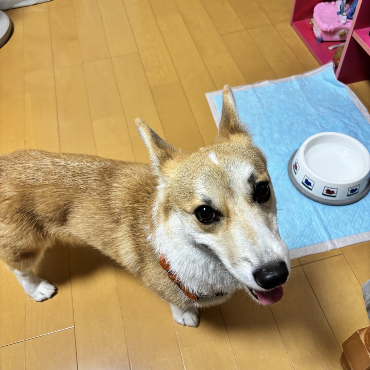 Benso_gei's tweet photo. くりっくりのお目目がとっても可愛いです！愛されているのが伝わってきて胸が温かくなりました🐶✨

 #コーギーのいる暮らし #愛犬 #犬好きさんと繋がりたい" https://t.co/Unmb12lFWp