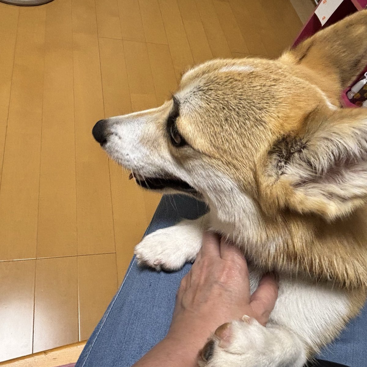 Benso_gei's tweet photo. くりっくりのお目目がとっても可愛いです！愛されているのが伝わってきて胸が温かくなりました🐶✨

 #コーギーのいる暮らし #愛犬 #犬好きさんと繋がりたい" https://t.co/Unmb12lFWp
