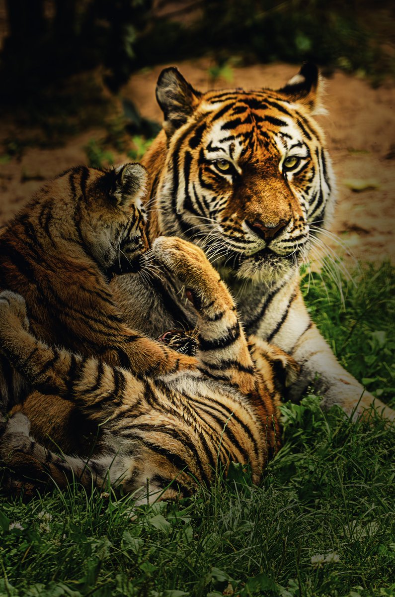 grayman_graphic's tweet photo. Before After
#PhotoshopArt #PhotoManipulation #DigitalArt #ArtProcess #DesignTwitter #PhotoshopEdit #TigerArt #WildlifeArt #BigCats #AnimalArt #TigerCub #BeforeAndAfter #ArtShare #ArtistOnX #DigitalArtist https://t.co/Hyl7GVpV68