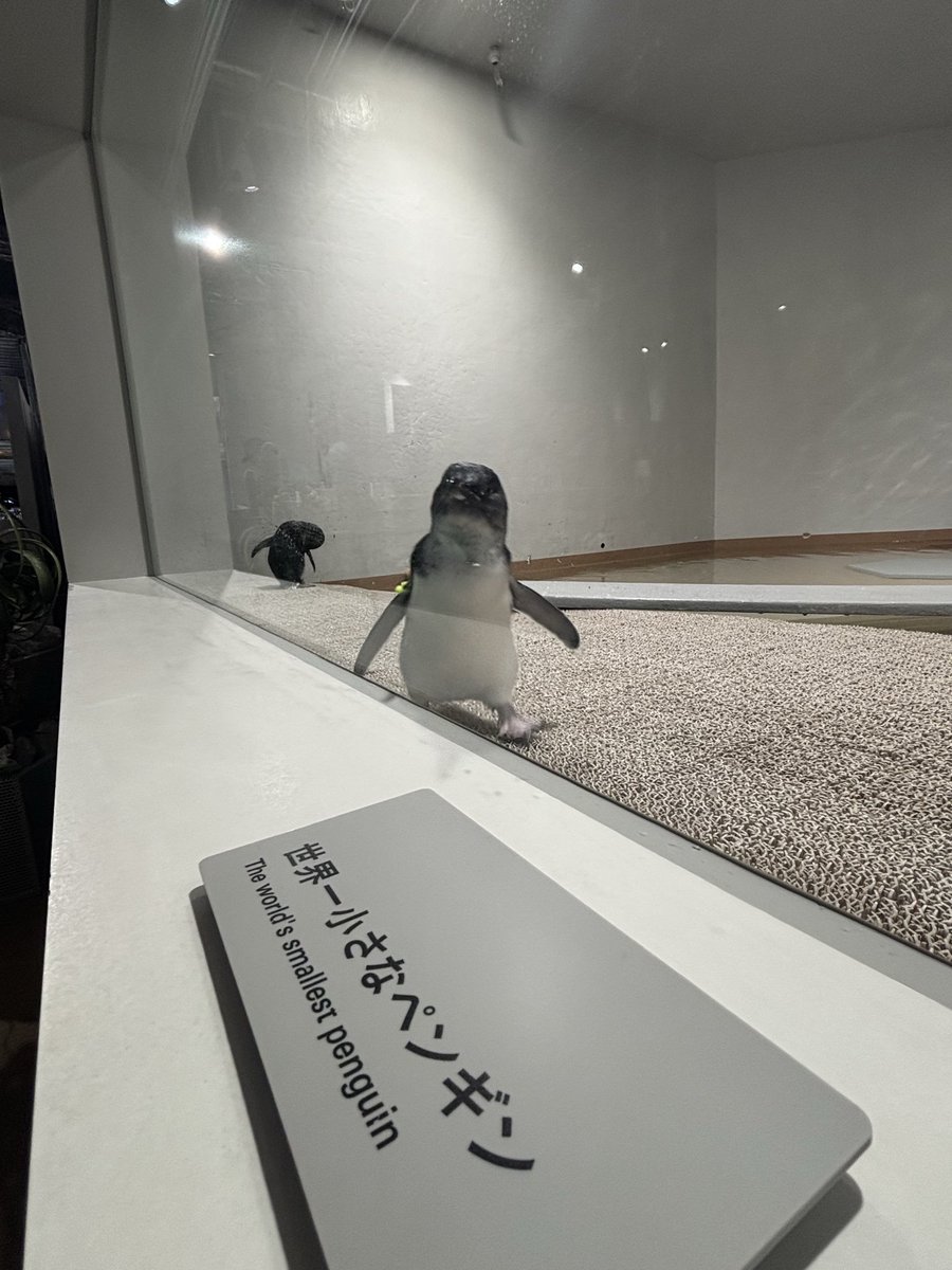 AKQJ_2_7's tweet photo. 出勤前に水族館見つけた
どこ行ってもクラゲとペンギンばっかり見てる気がする https://t.co/nSRnApGJwm
