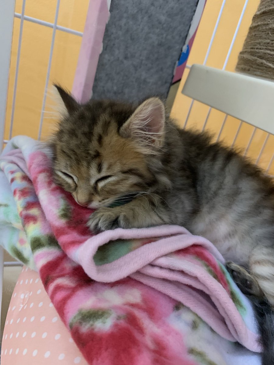 kumako0330's tweet photo. 猫ちゃん用にお部屋改装中の時だ
なかなか後ろ姿ないな https://t.co/4tygy4hxfr