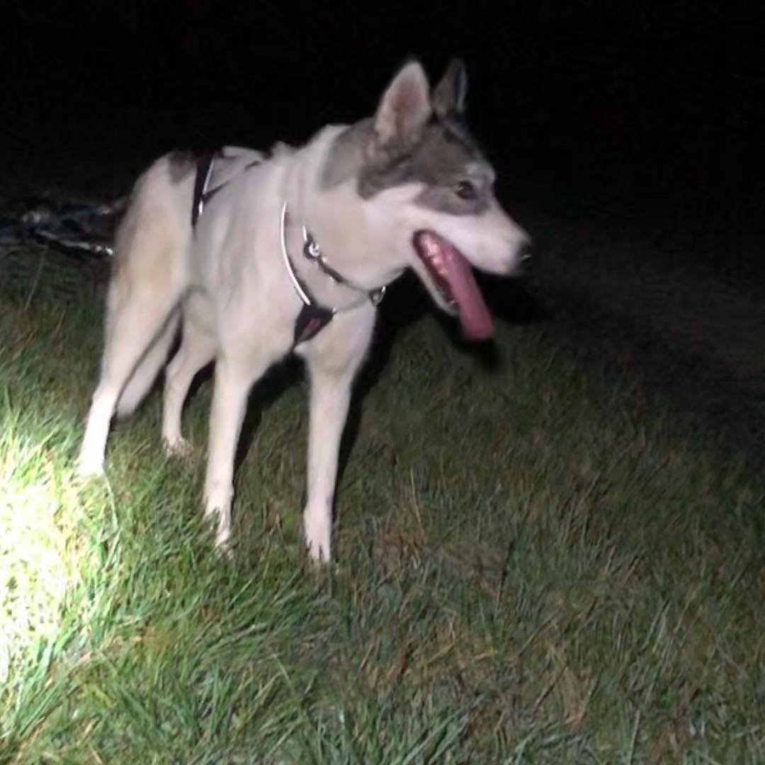 MerylFlakefuk9's tweet photo. Training night with Winta in single dog. https://t.co/Mpb6mOJLN8