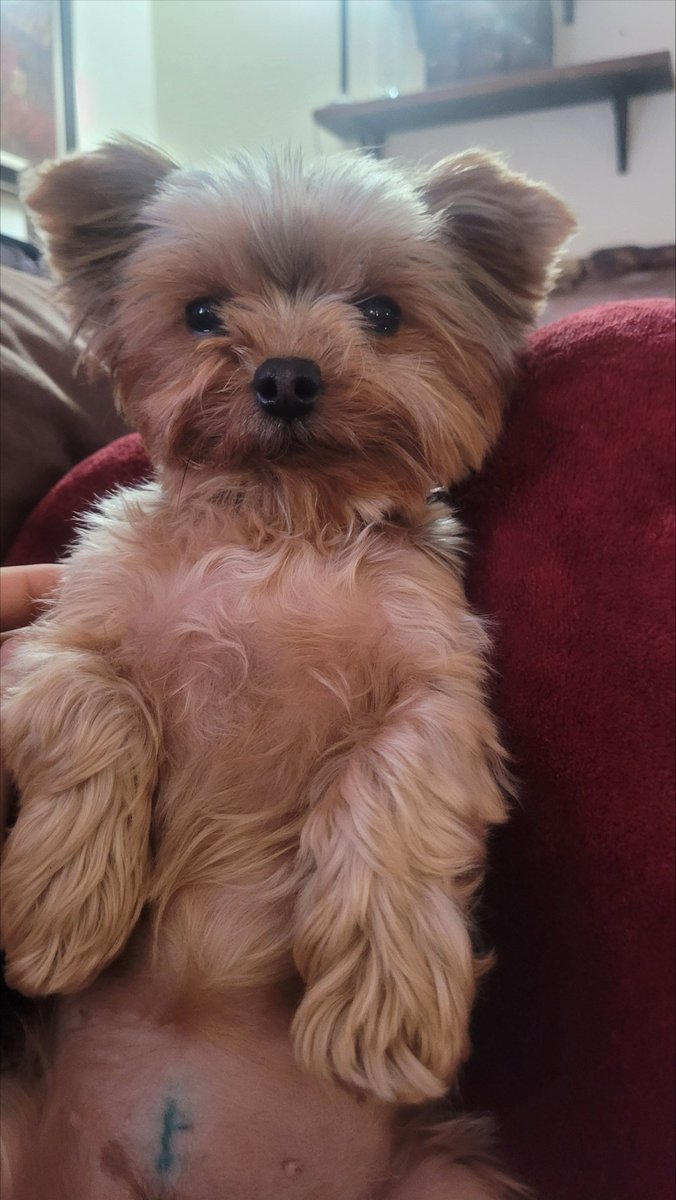 Pump0Shit's tweet photo. First Peanut the squirrel, now Lilly the dog... Healthy animals are being executed by careless mistakes while the system says 
"we can buy you a new one."
This cold madness needs to be stopped. Bring back empathy to America! 
@realDonaldTrump @elonmusk 💔🐕#Lilly #PNUT https://t.co/18DcVs7Sc4