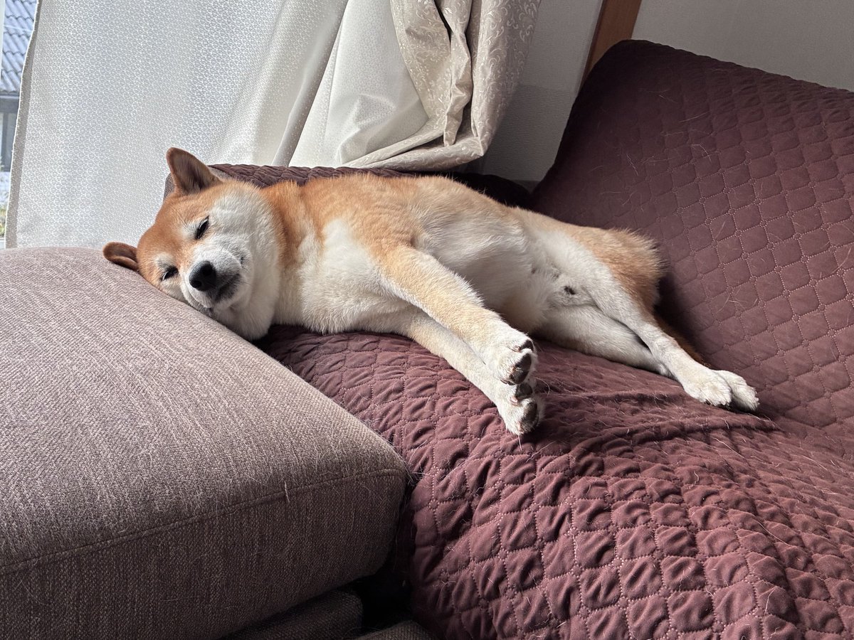 fufufufufu_ta's tweet photo. これは飼い主がいってきますと言った時、いってらっしゃいと思っている犬 https://t.co/7CVAAcXjmv
