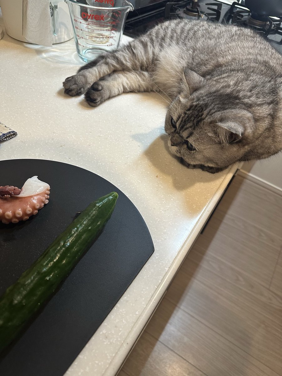chacooofuuuta's tweet photo. そんな近くで監視しなくても、、🐙🥒👀

#猫のいる暮らし  #猫好きさんと繋がりたい  #ミヌエット  #ちゃこふうた https://t.co/dVc7trIbsC