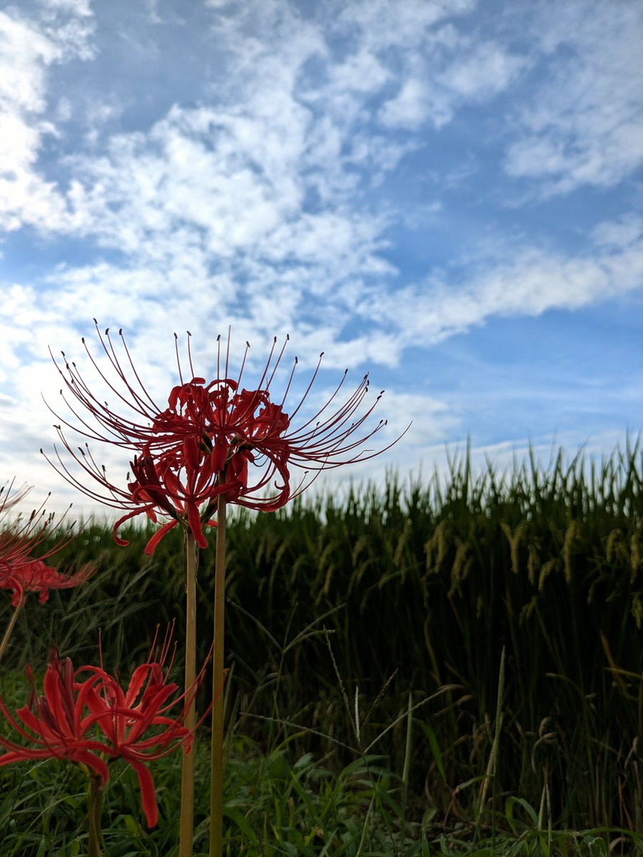 amazonamazon's tweet photo. 🌾🌾🌾 https://t.co/M1SDyWhmFm