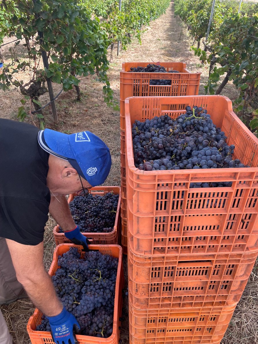 tacovin's tweet photo. La comarca en vendimia. ¡Cogiendo ritmo!🍇🍇🍇

La contraetiqueta es el DNI de nuestros vinos🍷
Tacoronte-Acentejo, tu vino tu comarca. #winelover #vino #wine #Km0 #comarca #cultura #TacoronteAcentejo #vinosdetenerife #movimientovinodo #sostenibilidad #vendimia https://t.co/Jd51VjWPQP