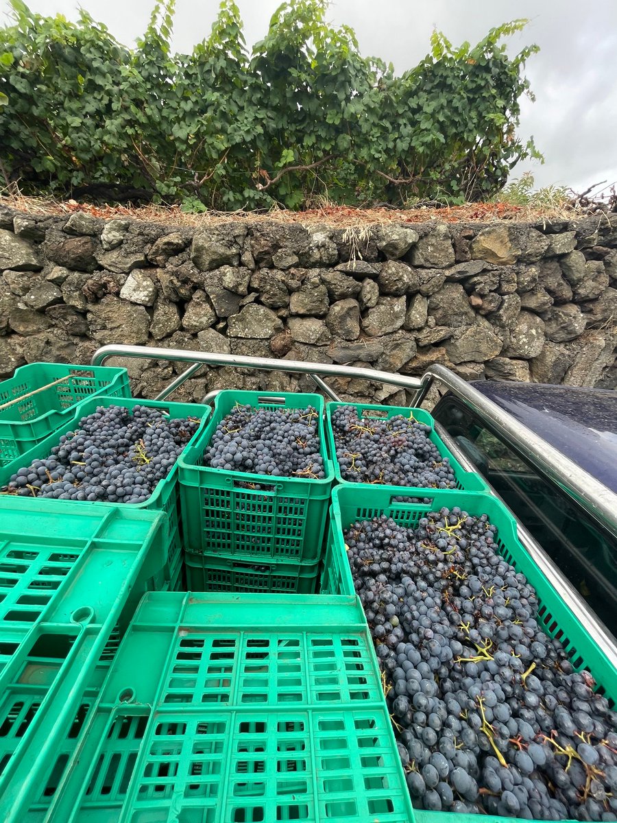 tacovin's tweet photo. La comarca en vendimia. ¡Cogiendo ritmo!🍇🍇🍇

La contraetiqueta es el DNI de nuestros vinos🍷
Tacoronte-Acentejo, tu vino tu comarca. #winelover #vino #wine #Km0 #comarca #cultura #TacoronteAcentejo #vinosdetenerife #movimientovinodo #sostenibilidad #vendimia https://t.co/Jd51VjWPQP