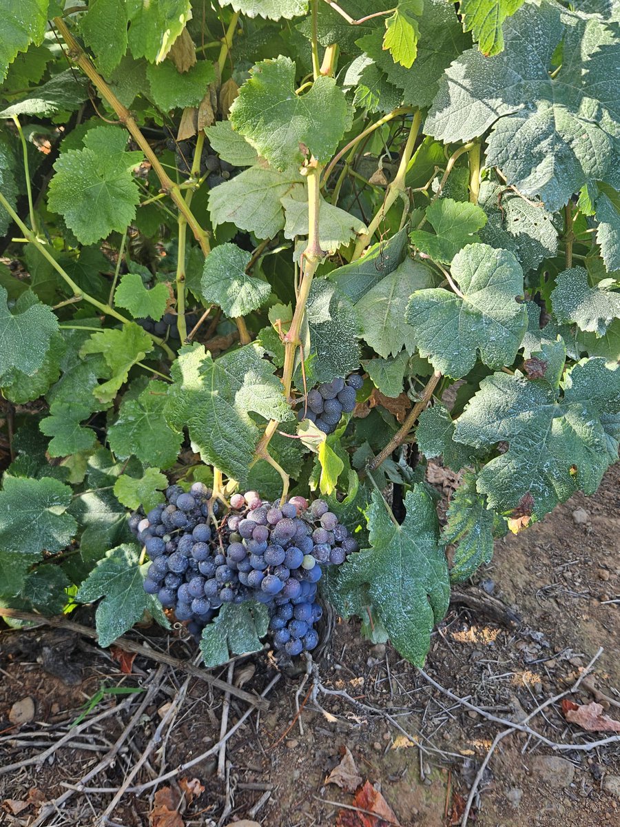tacovin's tweet photo. La comarca en vendimia. ¡Cogiendo ritmo!🍇🍇🍇

La contraetiqueta es el DNI de nuestros vinos🍷
Tacoronte-Acentejo, tu vino tu comarca. #winelover #vino #wine #Km0 #comarca #cultura #TacoronteAcentejo #vinosdetenerife #movimientovinodo #sostenibilidad #vendimia https://t.co/Jd51VjWPQP