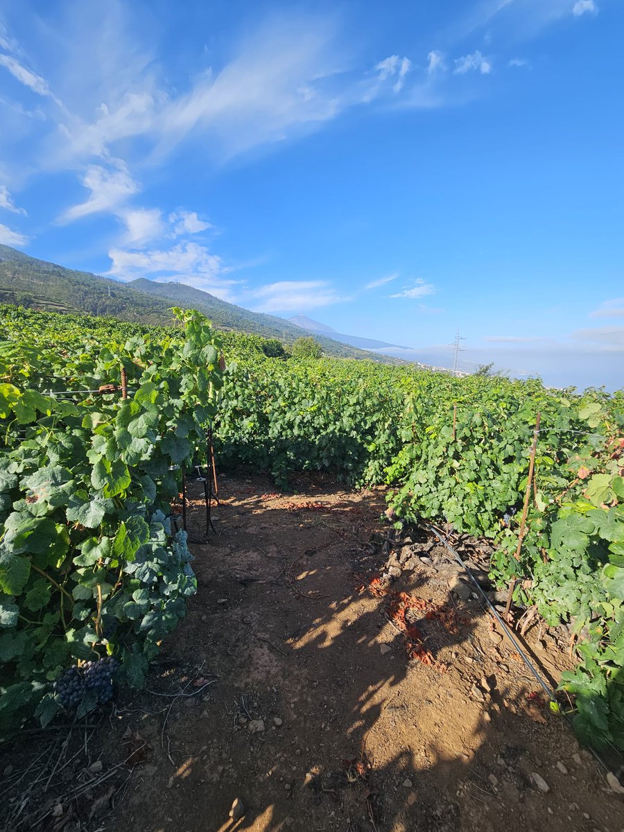tacovin's tweet photo. La comarca en vendimia. ¡Cogiendo ritmo!🍇🍇🍇

La contraetiqueta es el DNI de nuestros vinos🍷
Tacoronte-Acentejo, tu vino tu comarca. #winelover #vino #wine #Km0 #comarca #cultura #TacoronteAcentejo #vinosdetenerife #movimientovinodo #sostenibilidad #vendimia https://t.co/Jd51VjWPQP