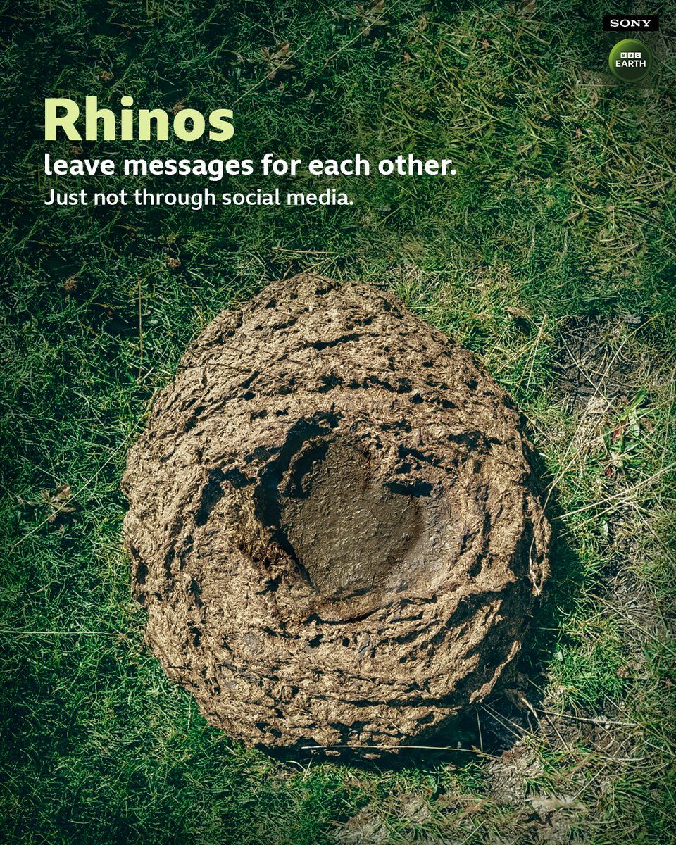 SonyBBCEarth's tweet photo. Did you know?
Rhinos leave messages for each other through communal dung piles, called middens. These natural "message boards" can reveal a rhino's age, sex, and even whether it's ready to mate.
#SBBCE #SonyBBCEarth #FeelAlive https://t.co/lGImmwGIVX