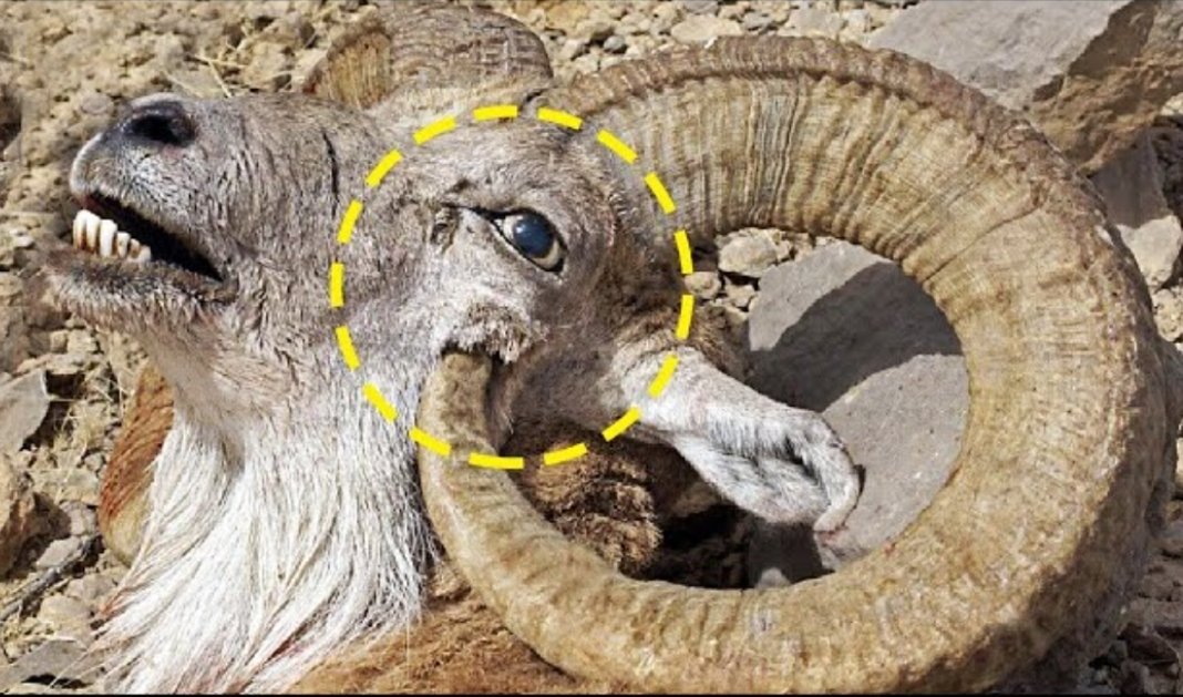 chocodoodldoo's tweet photo. MY BIGGEST FEAR IS MY PENIS WILL GROW TOO LARGE AND ENTER MY MOUTH LIKE A GOAT OR RAM https://t.co/NGBtIWjQZN