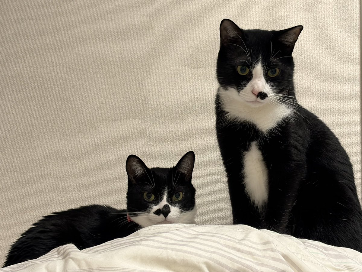 copen_GAZOO's tweet photo. 右の子を子猫時代に五色台で捕まえて
1年後に左の子を友達が教えてくれたので捕獲して我が家の一員になりました

捕獲した瞬間から私の人生により大きな幸せを与えてくれて毎日感謝🙏✨

バリバリ喧嘩するけど舐め合いしてるからなんだかんだ仲良いと勝手に思ってる https://t.co/s9EvsQ83BJ