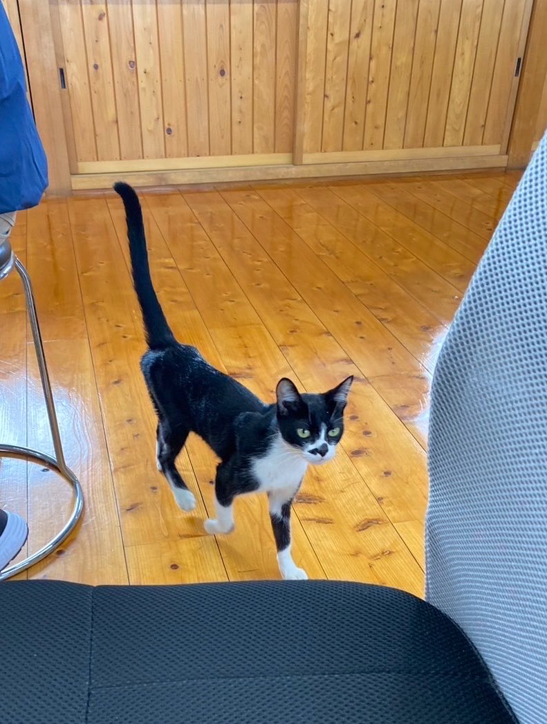 copen_GAZOO's tweet photo. 右の子を子猫時代に五色台で捕まえて
1年後に左の子を友達が教えてくれたので捕獲して我が家の一員になりました

捕獲した瞬間から私の人生により大きな幸せを与えてくれて毎日感謝🙏✨

バリバリ喧嘩するけど舐め合いしてるからなんだかんだ仲良いと勝手に思ってる https://t.co/s9EvsQ83BJ