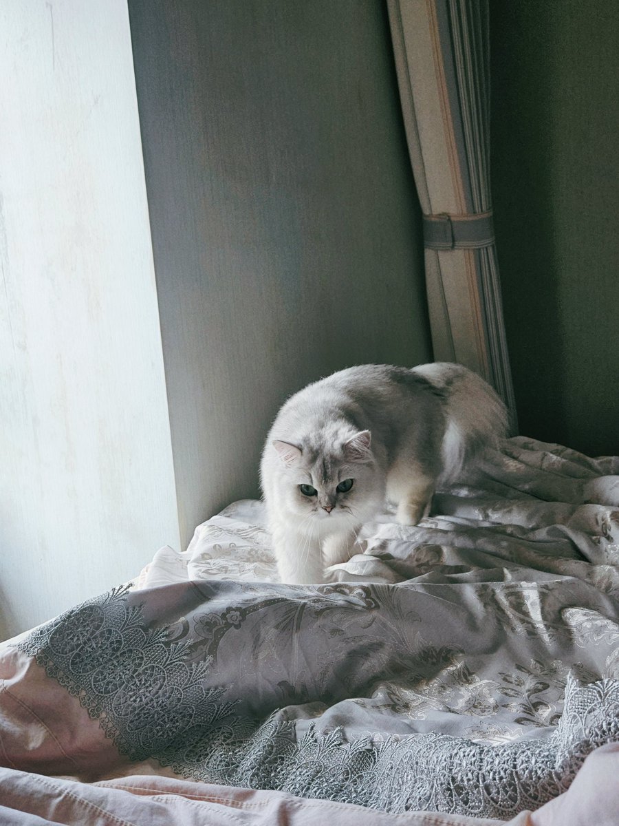 _lonesome_town's tweet photo. 啥子猫替我上班 (◣ ‸ ◢) https://t.co/fy2noee4q2