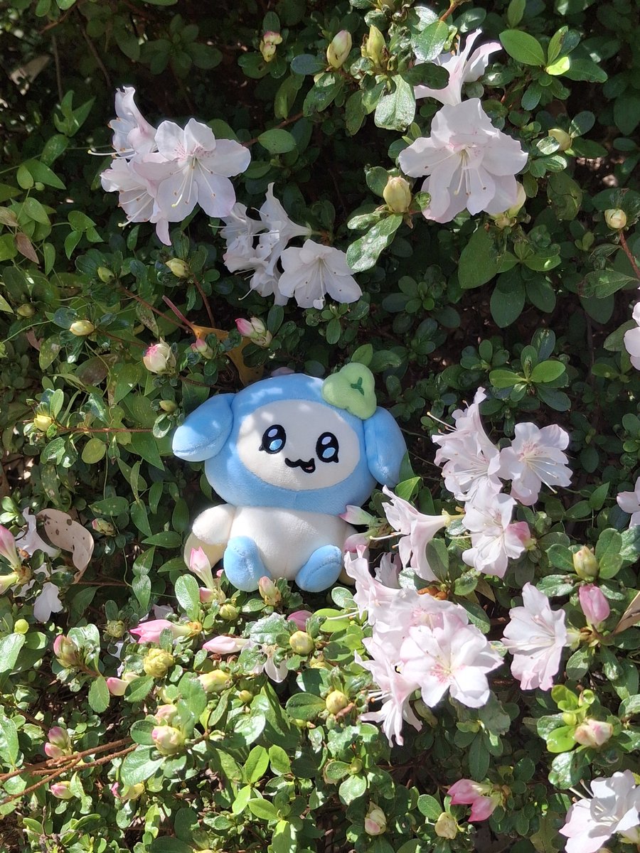 TopazMySillies's tweet photo. A very photogenic tyuyo!! https://t.co/Wr9qKKinon