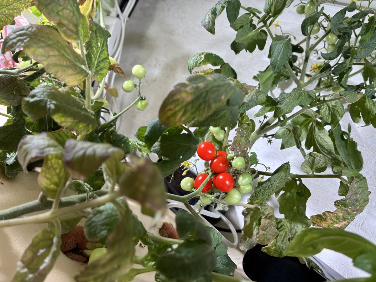 ohc_agriwell's tweet photo. 社会福祉法人友愛学園
障がい者支援施設（生活介護）
「渋谷区くるるえびす」
ランチルーム内の有機水耕栽培

10月17日(土)の原宿はぁとぴあ
フェスティバルに向けての栽培

うまく育つように
メンバーさんも真剣です。

#無添加
#有機栽培
#バジル
#紫からし菜
#パクチー
#農福連携
#水耕栽培
#有機 https://t.co/wABoLmrnd5