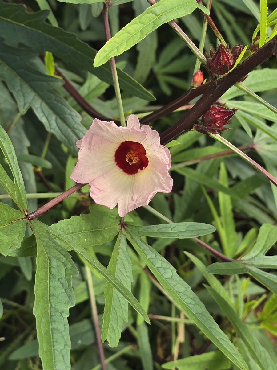 gyo0806's tweet photo. 農業センターまでウォーキング🚶‍♀️
牛さんにおはようの挨拶して
お花見学綺麗だなぁ
いやされる(◦ˉ ˘ ˉ◦) https://t.co/nranlNJ9kh