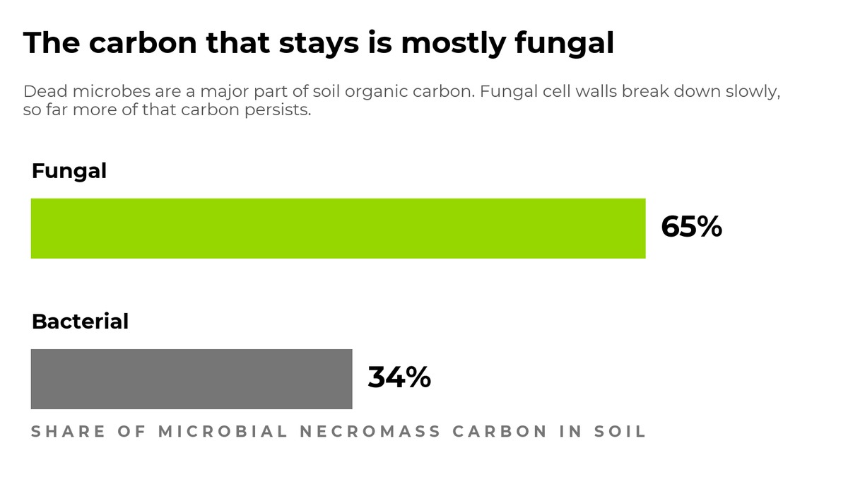 Lawrie_Co's tweet photo. About half the organic carbon in cropland topsoil isn't plant residue. It's dead microbes.

Two thirds of that is fungal, because fungal cell compounds break down slowly and persist.

Wang et al 2021, Soil Biology &amp; Biochemistry. 1,716 soil samples. https://t.co/B83RrLVZAx