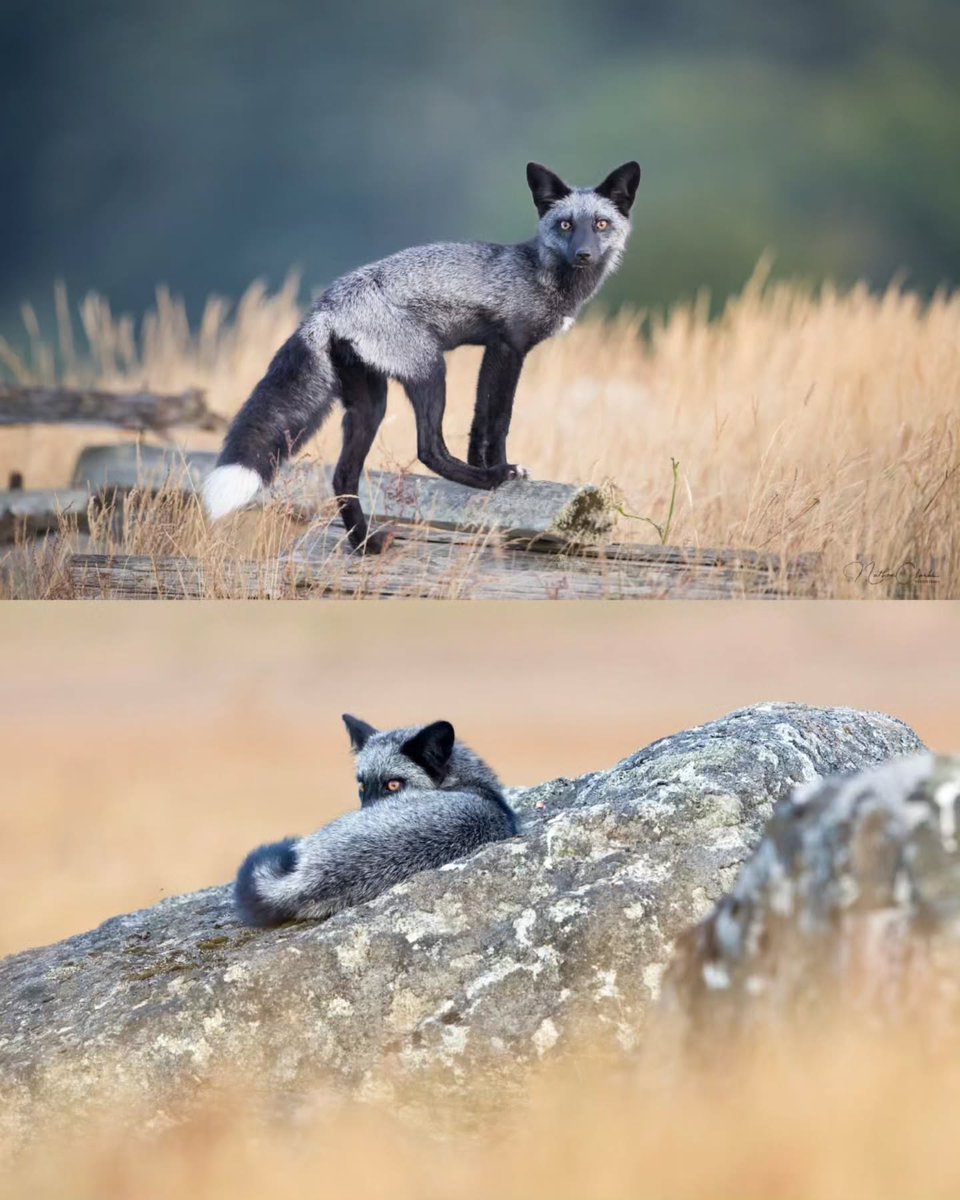 Complex's tweet photo. Photographer captures rare silver fox 🦊🖤

📸:nathanclarkwildlife https://t.co/n6QO7rLwoY
