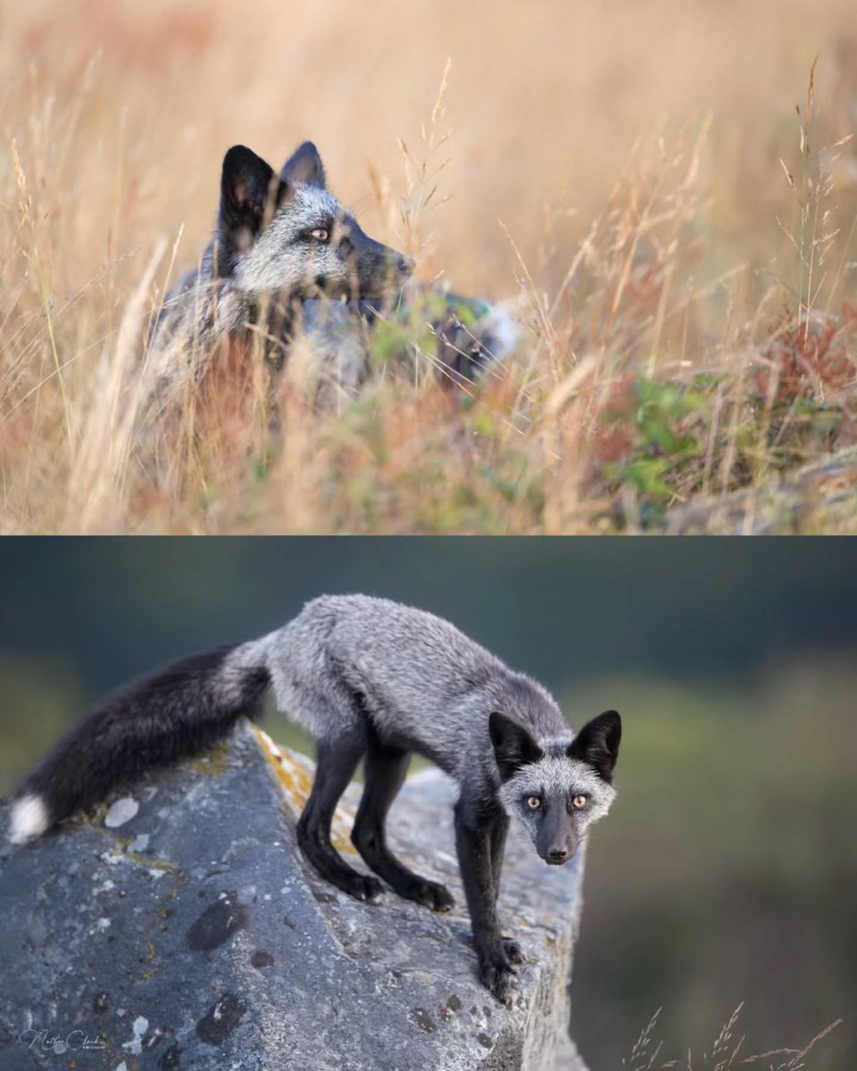 Complex's tweet photo. Photographer captures rare silver fox 🦊🖤

📸:nathanclarkwildlife https://t.co/n6QO7rLwoY
