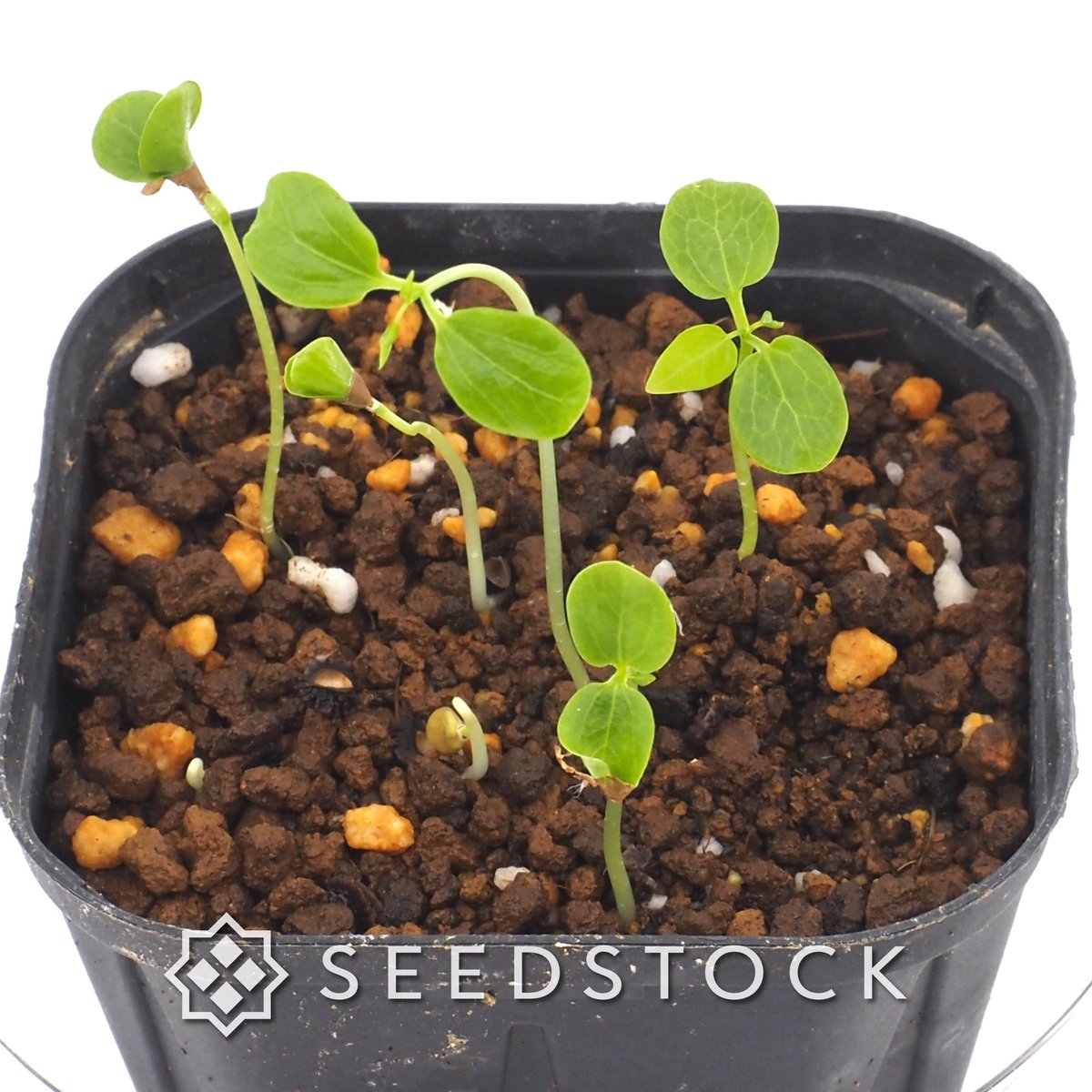 seedstock_jp's tweet photo. こんにちはburuです☀️
本日ご紹介するのはカリカ パパイヤです🌱

南国気分を味わえる人気のトロピカルフルーツです☀️
生育が早く、秋頃に果実が黄色くなれば甘いフルーツとして、青いまま収穫すれば沖縄のように炒め物やサラダなど野菜としても楽しめます✨
条件が揃えば1株から数十個もの果実が収穫できるそうです！
ご自宅で南国フルーツの収穫体験を楽しんでみませんか？

#園芸 #bonsai #パパイヤ #実生 #ガーデニング #播種 #種子 #植物好き #植物育成 #成長記録 #植物のある暮らし #植物好きと繋がりたい #観葉植物 #熱帯植物