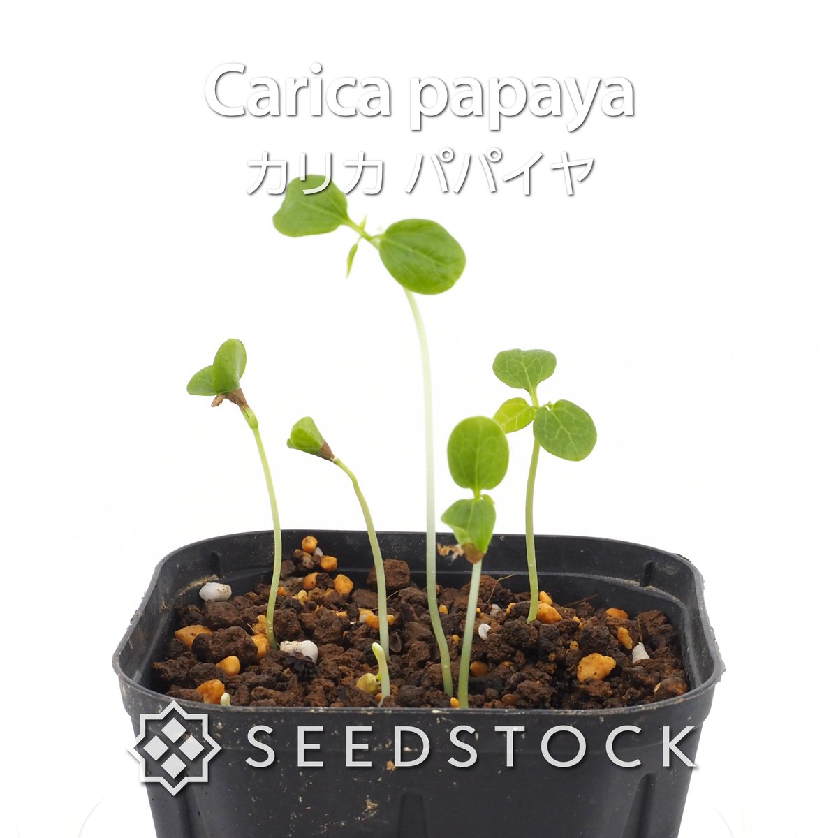 seedstock_jp's tweet photo. こんにちはburuです☀️
本日ご紹介するのはカリカ パパイヤです🌱

南国気分を味わえる人気のトロピカルフルーツです☀️
生育が早く、秋頃に果実が黄色くなれば甘いフルーツとして、青いまま収穫すれば沖縄のように炒め物やサラダなど野菜としても楽しめます✨
条件が揃えば1株から数十個もの果実が収穫できるそうです！
ご自宅で南国フルーツの収穫体験を楽しんでみませんか？

#園芸 #bonsai #パパイヤ #実生 #ガーデニング #播種 #種子 #植物好き #植物育成 #成長記録 #植物のある暮らし #植物好きと繋がりたい #観葉植物 #熱帯植物