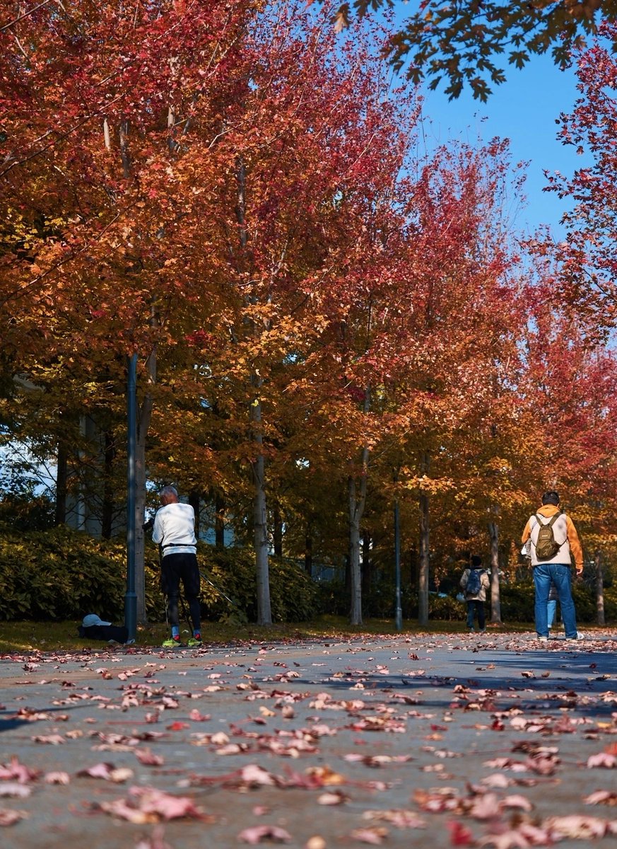 edris294351's tweet photo. [Sunlight filtering through autumn maple leaves, street passersby laughing softly—small moments make the best snapshots]， https://t.co/FSqKWeimcs