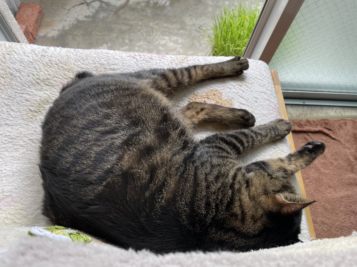 goothecat's tweet photo. 今日は穏やかな日和になったぐー地方です

ぐーは定位置の窓際のぐー専用椅子で寝ています(=💤ェ💤=) https://t.co/QYbfV94oiU