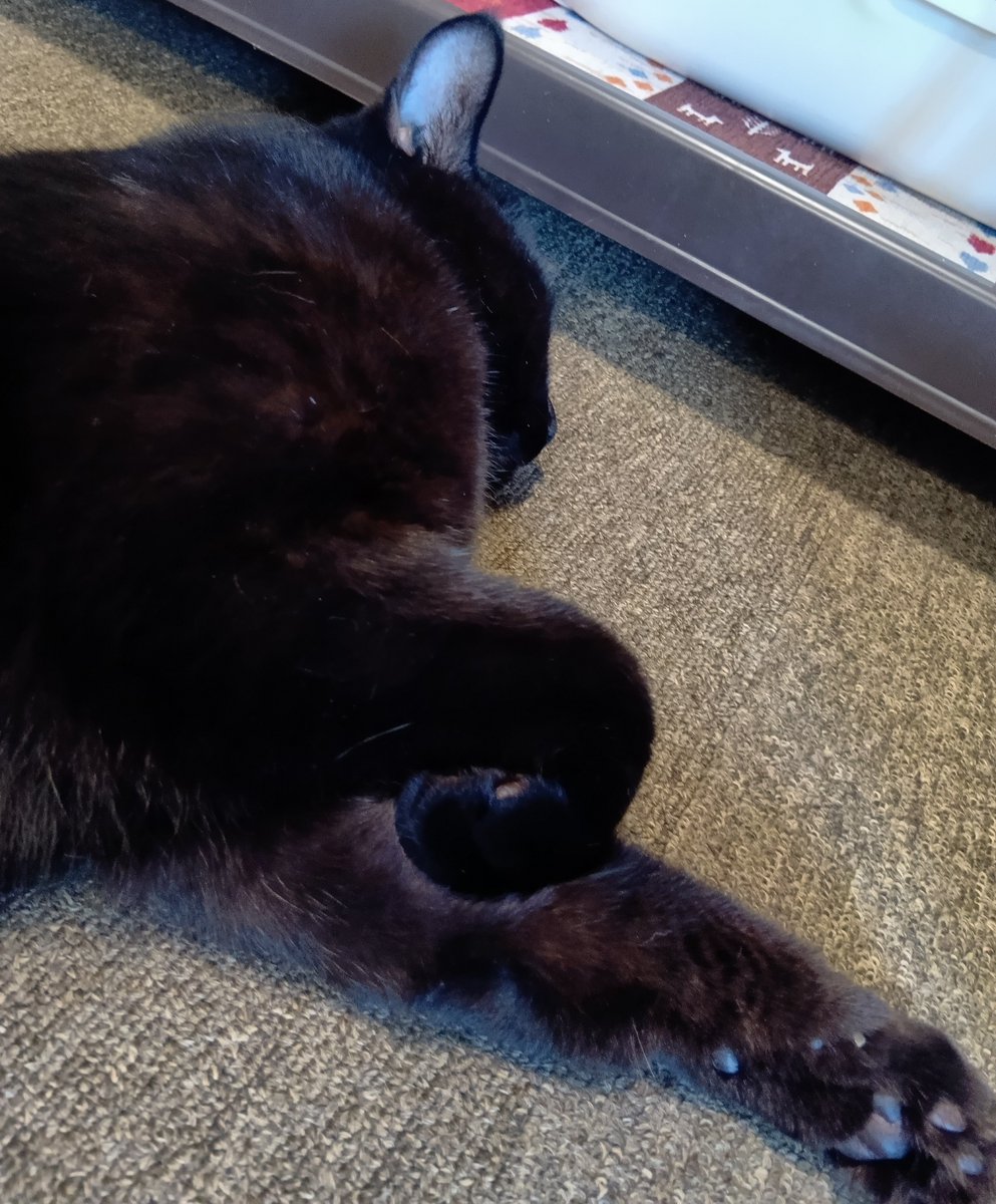m_rn56c2's tweet photo. おそようございます🍁
涼しいのに伸びて落ちている🐈‍⬛手が可愛くない？ https://t.co/buSHuxm2yl