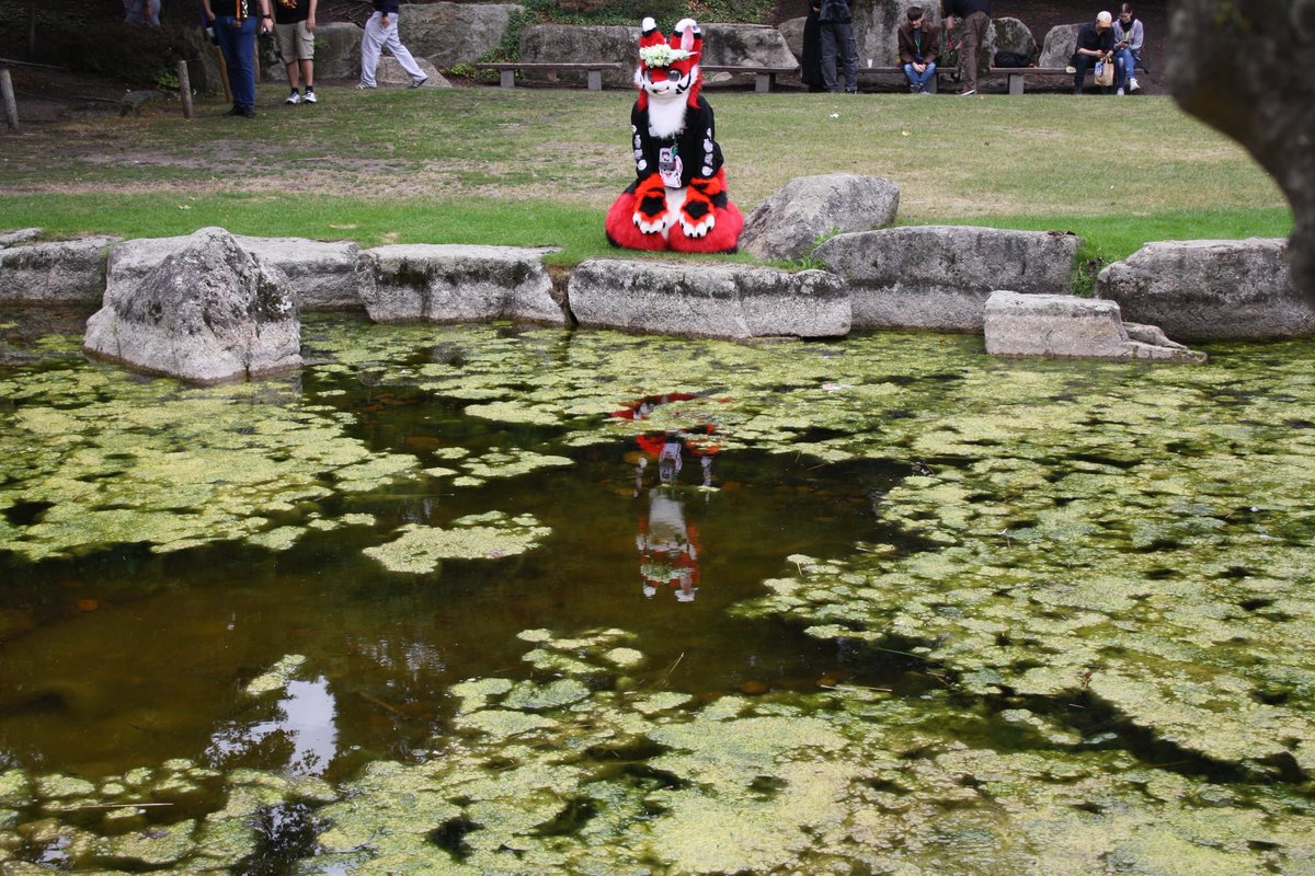 harusunlight1's tweet photo. @MaxFluffys Just a little red fox https://t.co/2nnDgWskeG