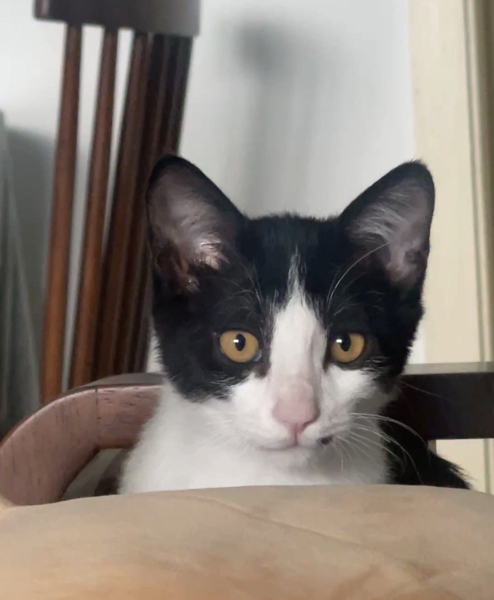chng1064339's tweet photo. 凑猫 #cat #猫 https://t.co/SnRXgJcJJp